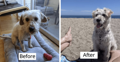 21 Before And After Photos Of Pets That Got Another Opportunity To Have A Better Life