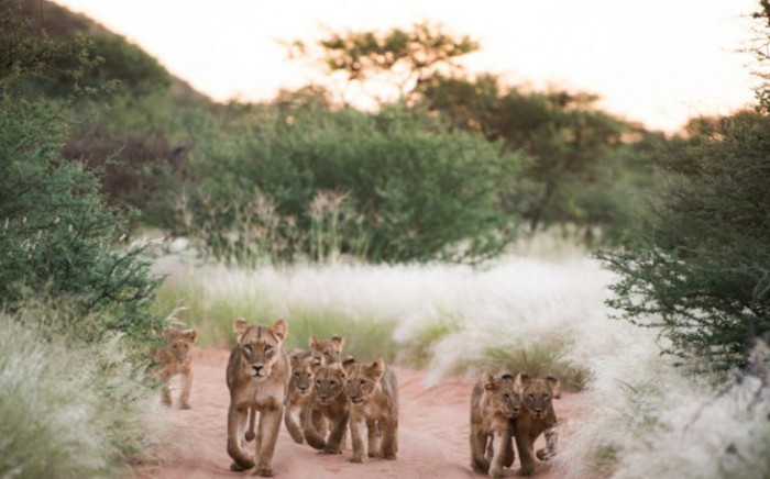 The pride had been feeding and they were headed to a watering hole to drink.