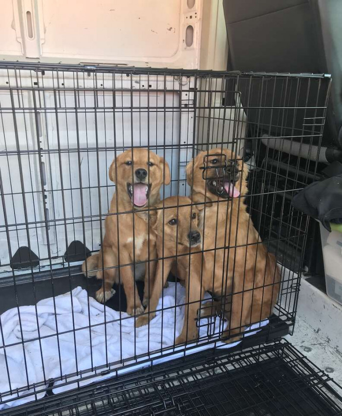 The small family is now residing at the shelter