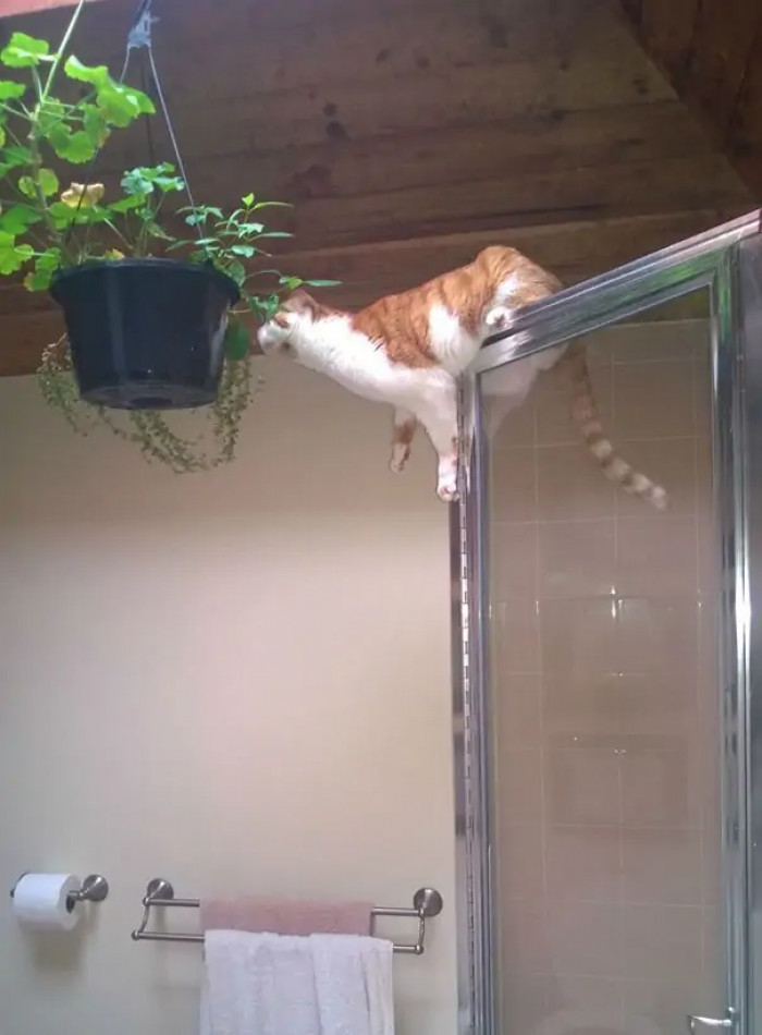 3. Even hanging plants are not safe from the dangers of curious cats