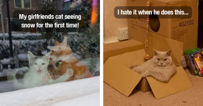 Silly Cats Make Life Interesting Just By Being Their Weird Cat Selves