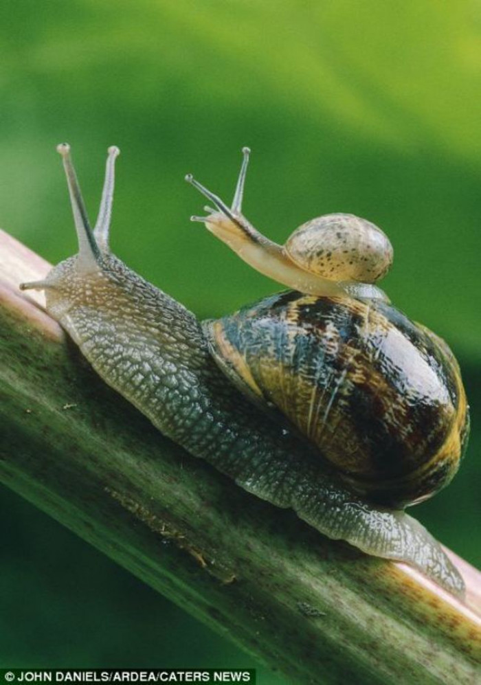 30. Mama and baby snail