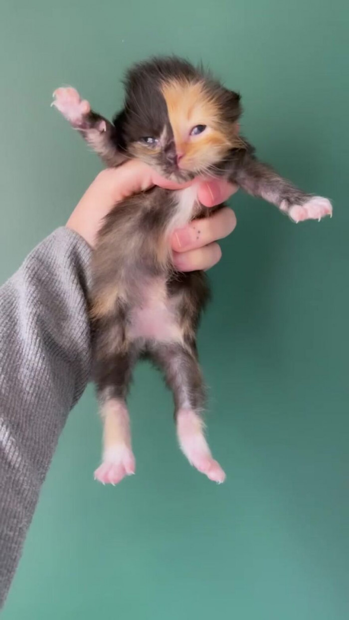 “In addition to the babies they had, Olive and Pickle also accepted two babies whose mother, unfortunately, didn’t return for them.”