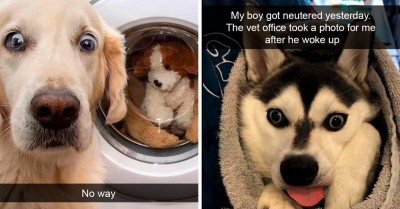 40 Hilarious Puppers And Their Adorably Ridiculous Antics