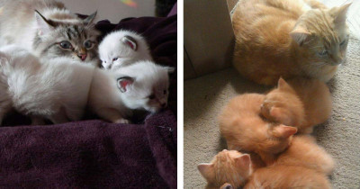 20 Times Mommy Cats Exemplified the Mom Life in a Single Picture