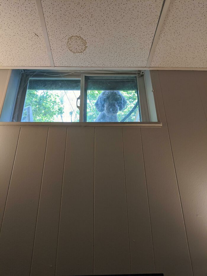 39. "Dog Loves To Stare Into My Basement Office And Scare The Crap Out Of Me When I Look Up"