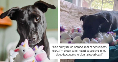 This Rescue Dog With A Toy Unicorn Obsession Was Sent The Most Special Gift