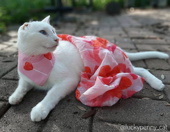 You can never have too many pawsitive and uplifting stories and cats in your life; Penny is definitely the sort of cat you won't regret keeping up with on social media.