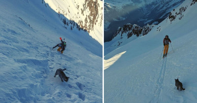 Lost Cat Met Up With Some Hikers To Climb A Massive Mountain In Switzerland