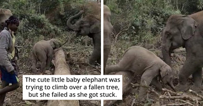 An Adorable Baby Elephant Has Gone Viral After Finding Herself in a Pretty Embarrassing Situation That Will Make You Smile