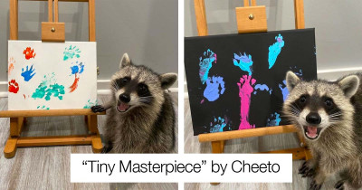 Overjoyed Raccoon Artists Are Posing Next To Their Paintings