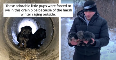 This Brave Momma and Her Puppies Were Going to Starve in a Drain Pipe Until a Hero Showed Up