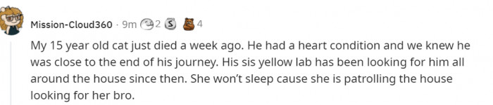 18. The lab is looking for her friend. Heartbreaking...