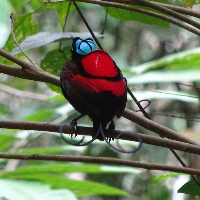 The Wilson's Bird Of Paradise Is Utterly Exquisite