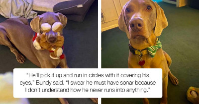 Adorable Pooch Has A Very Interesting Way Of Playing With His Favorite Toy