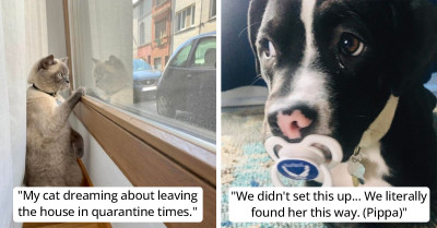 These Pets Secretly Have Human Souls Inside Of Them, And They're Not Hiding It