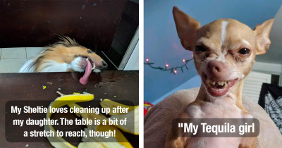 50 Adorable Photos Of Dogs Caught In Awkward Positions