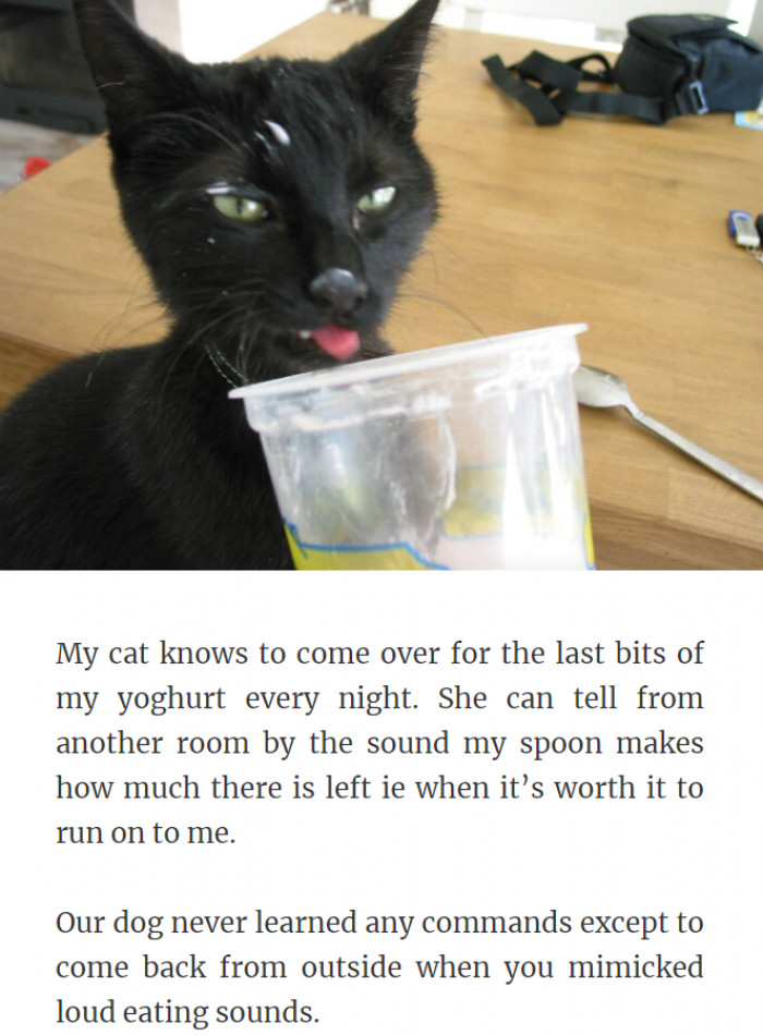 35. Yogurt Lover Cat