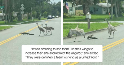 Cranes With Great Civic Sense Help A Baby Alligator Cross The Road