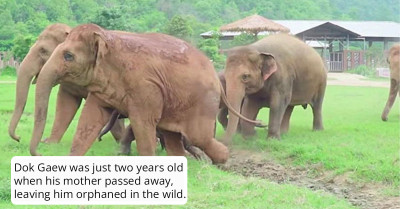 Orphaned Baby Elephant Gets the Warmest Welcome from Other Elephants After Being Rescued