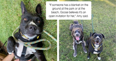 Dog Saw A Stranger Lay Out A Blanket In The Park And Naturally Assumed It Was For Her