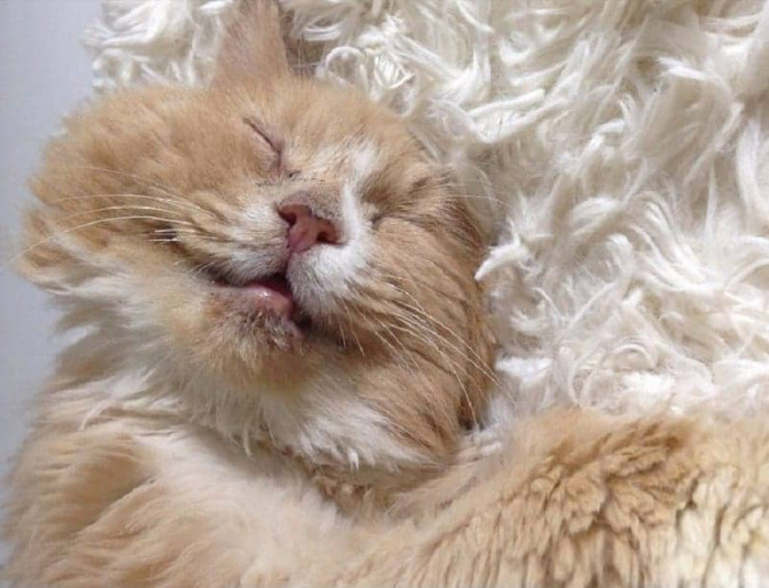 “He was originally found outside, severely matted (the worst we have ever seen) and very hungry,” the shelter said about Frisbee.