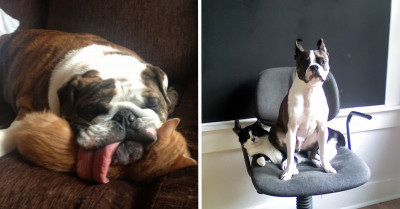 29 Adorable Photos of Dogs Making a Comfortable Seat Out of Cats That Will Certainly Make You Smile