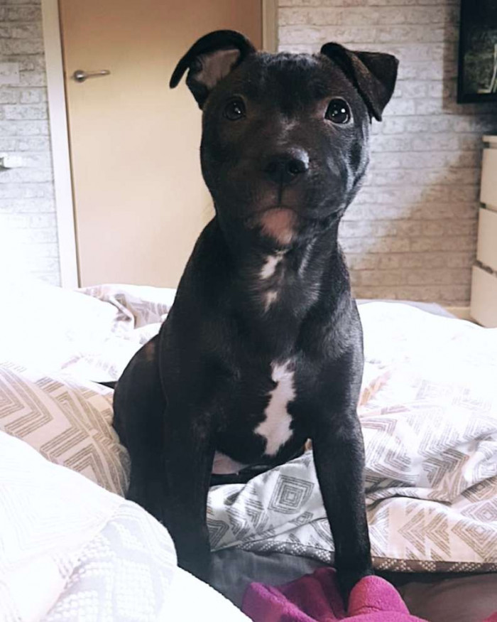 Beaù, at only 8 months old, was already being described as a dog who knows how to get what she wants.