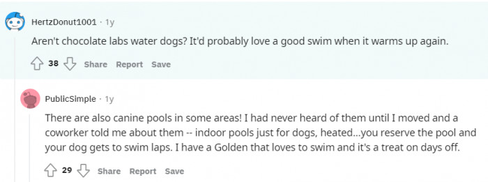 More advice on how to entertain the dog.