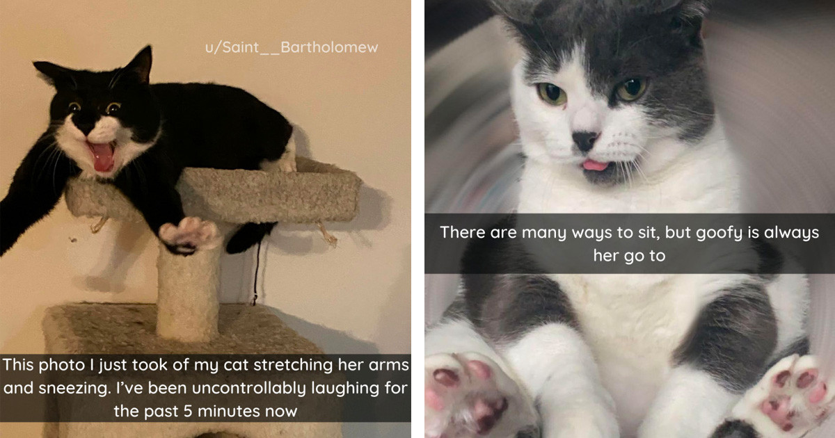 Hilarious Cats Make You Wonder What Humans Must Have Done To Deserve Cats