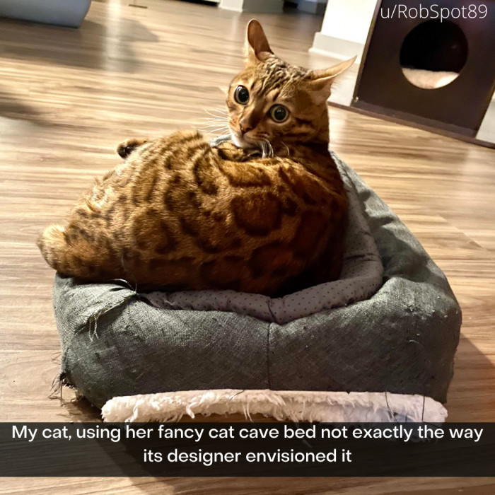 22. This is just creative cat action.