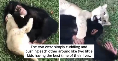 Baby Lion and Chimpanzee Win Each Other's Hearts, and Their Unique Bond Wins the Internet