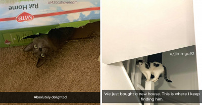 50+ Ridiculous Cats Being As Lovably Absurd As Pawsible