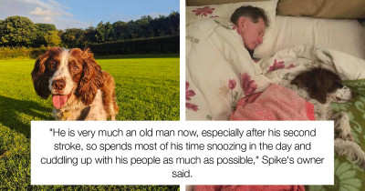 Elderly Dog Is Too Frail and Sick to Sleep Upstairs, So His Family Takes Turns Sleeping with Him on the Couch