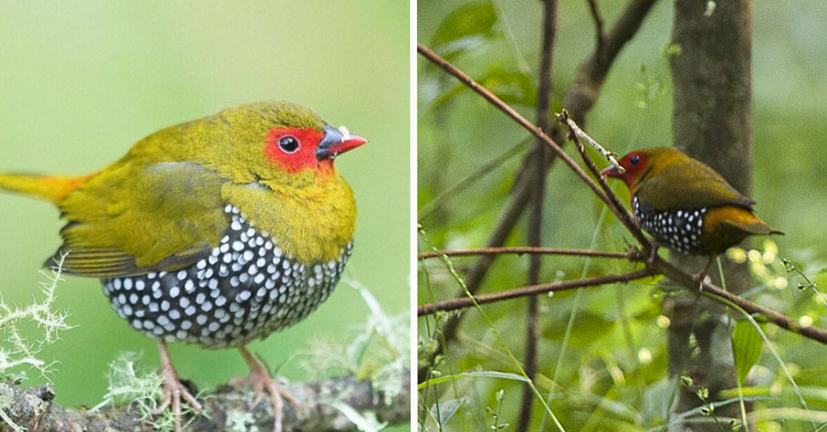 This Green Backed Twinspot Shows Off Her Pristine, Pearl-Like, Emerald Green Coat