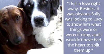 Dog Gets Adopted But Doesn’t Want To Leave Her Best Friend