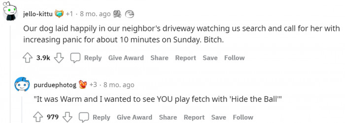 #1 Pets playing Hide and Seek.