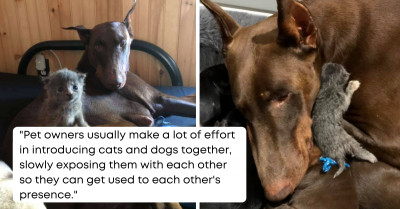 Sweet Mother Dog Finds Love In A Newborn Kitten That She Adopted And Treated As Her Own Pup