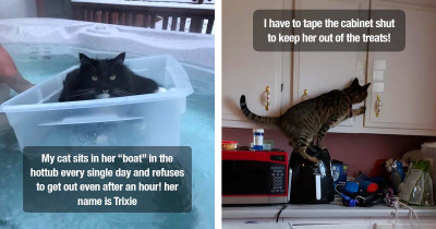 15 Pics That Prove It's a Cat's World and We're Just Living in It