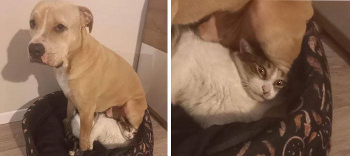 23. The relationship between my dog and cat