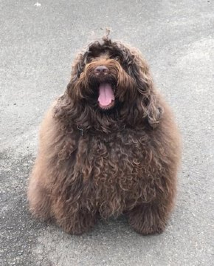 6. Fluffy ball of happiness