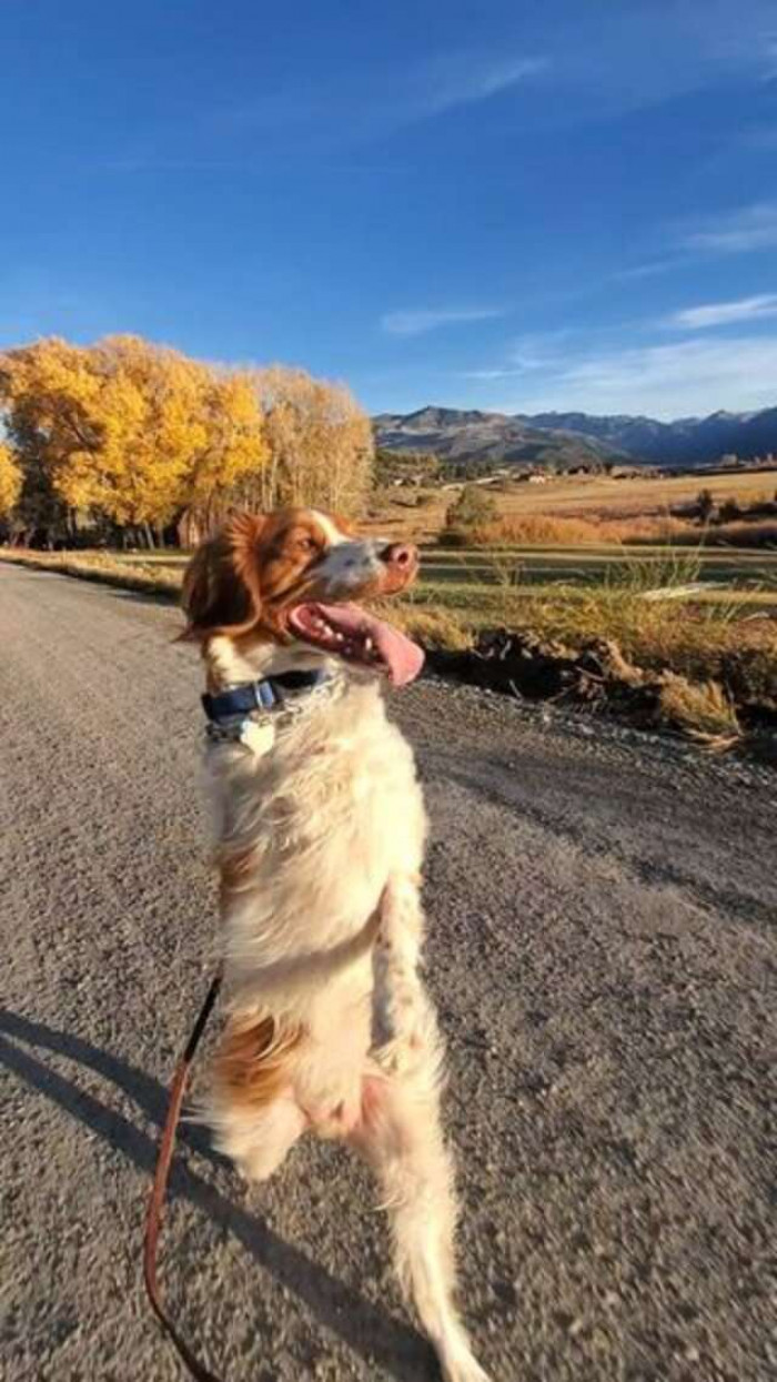Dexter on one of his walks