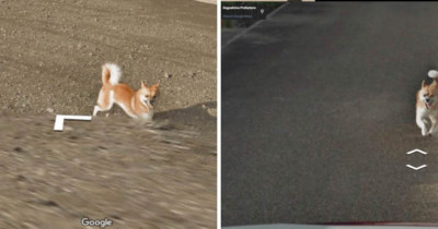 This Good Boi in Japan Chasing the Google Street View Car Is the Most Precious Thing