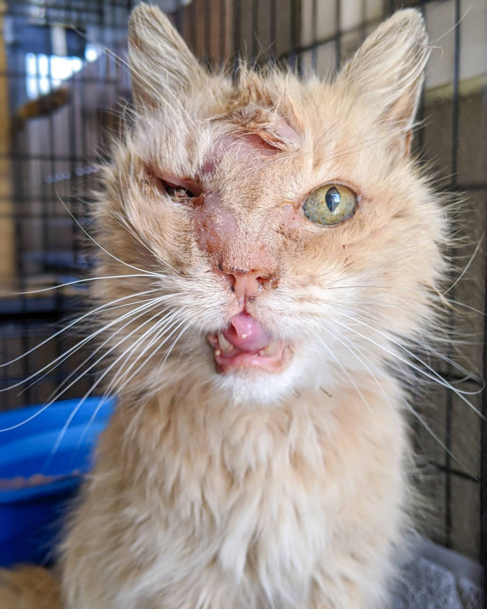 As Valentino began to heal, CSB provided updates on Facebook, although at the time they still thought he was a she!