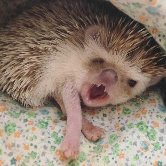 #37 Hedgehog yawns
