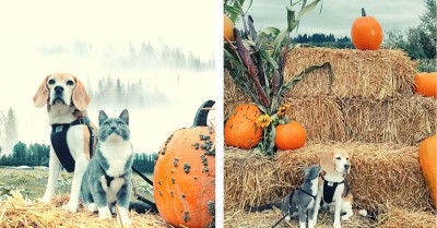 Cat and Beagle Do a Wonderful Photo Shoot in a Pumpkin Patch