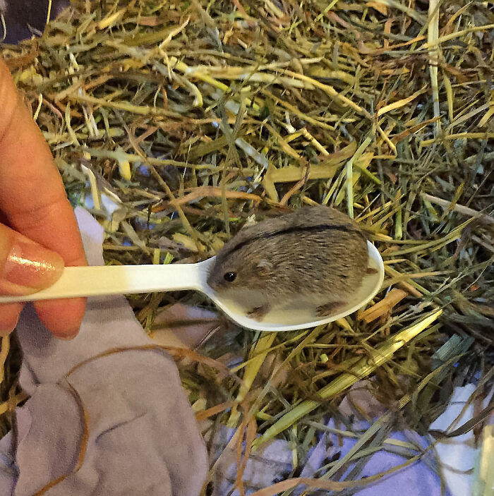 50. Baby Lemming Fits Into A Spoon