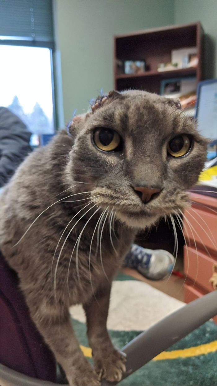 Despite having her ears removed, Lady is a very happy and affectionate cat who loves giving head bumps to every new human she meets.