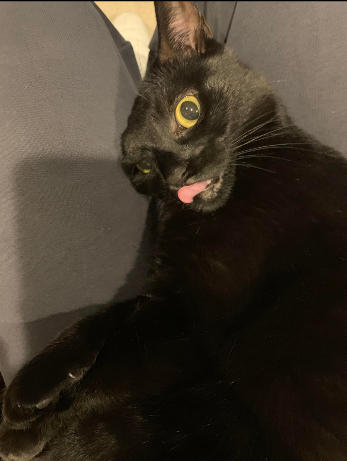 Majestic cat sits proudly, meme-like humor theme for stress relief and coping