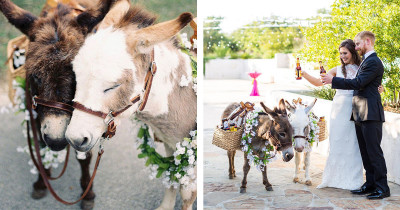 People Are Hiring Miniature Donkeys To Serve Drinks At Their Wedding